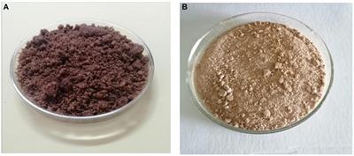 Valorization of coconut (Cocos nucifera L.) testa as a biocolourant